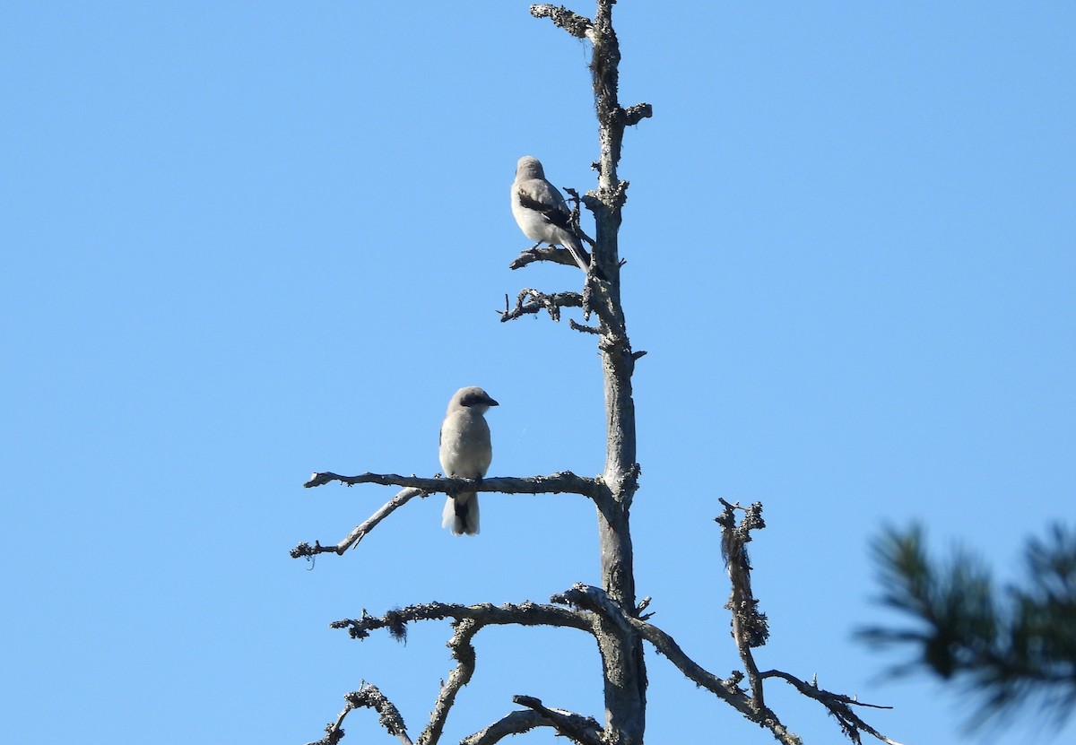 Great Gray Shrike - ML503964201