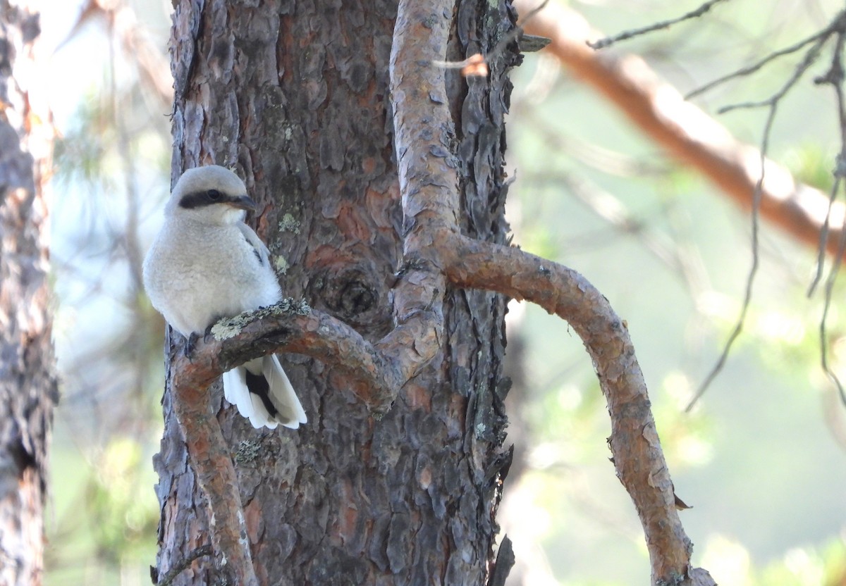 Great Gray Shrike - Helena Trzeciak