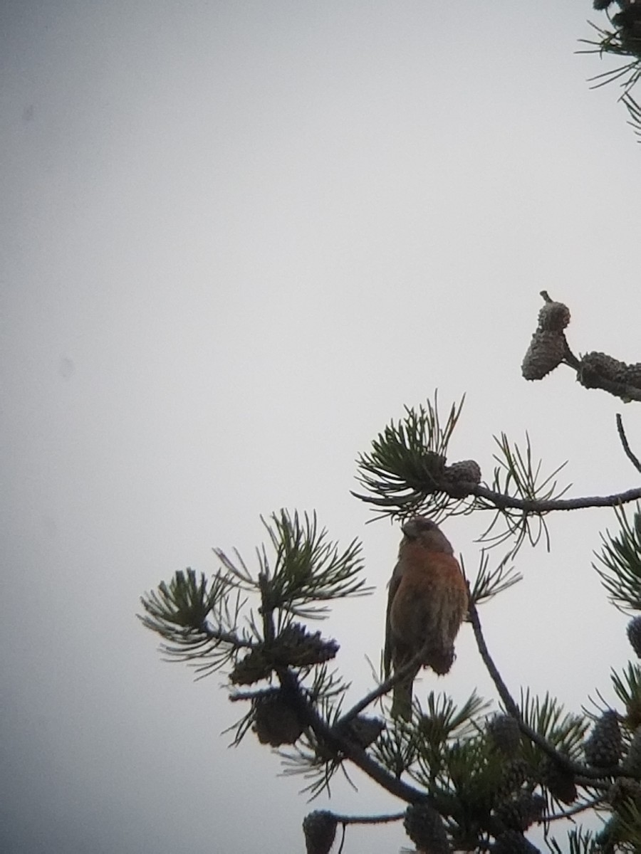 Cassia Crossbill - ML503964301