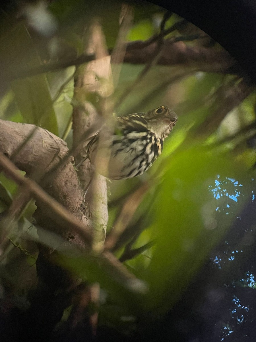 Streak-chested Antpitta - ML503965091