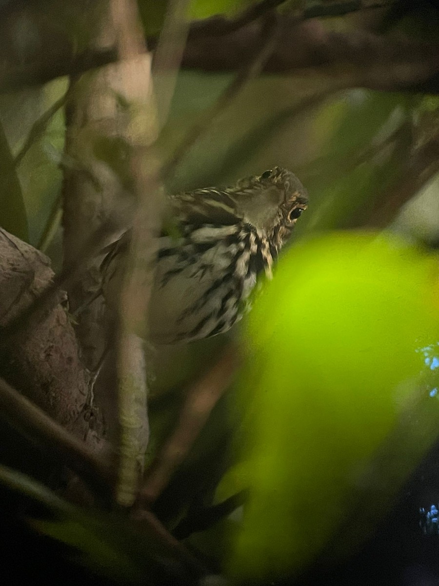 Streak-chested Antpitta - ML503965101