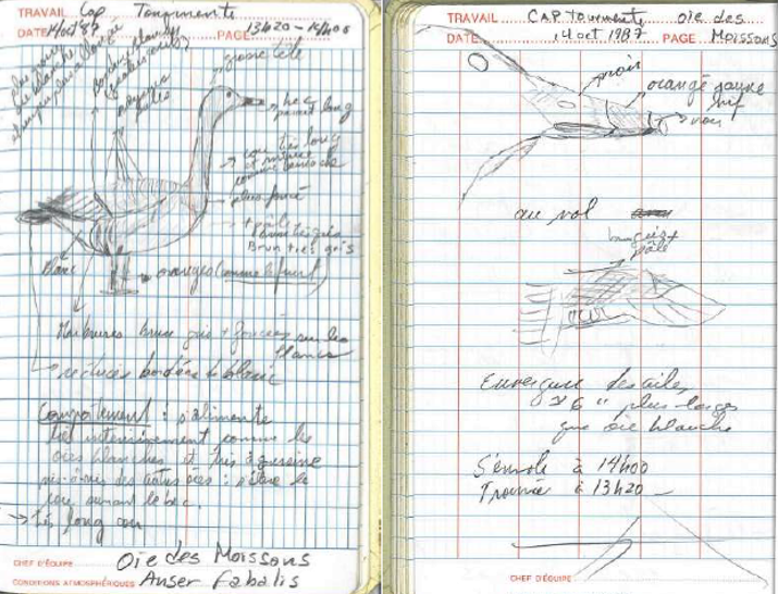 husa polní/tundrová - ML503965401