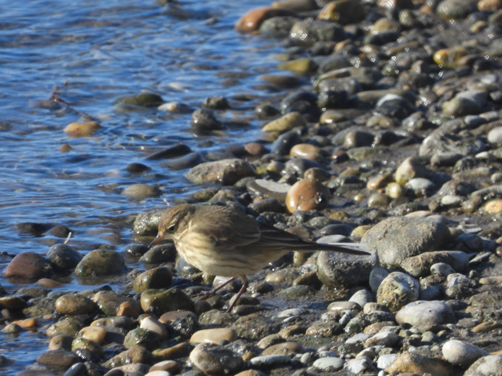 American Pipit - Randy Plishka