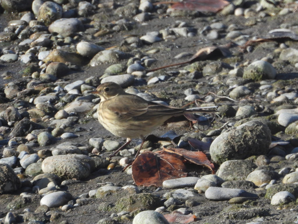 Pipit d'Amérique - ML503966041