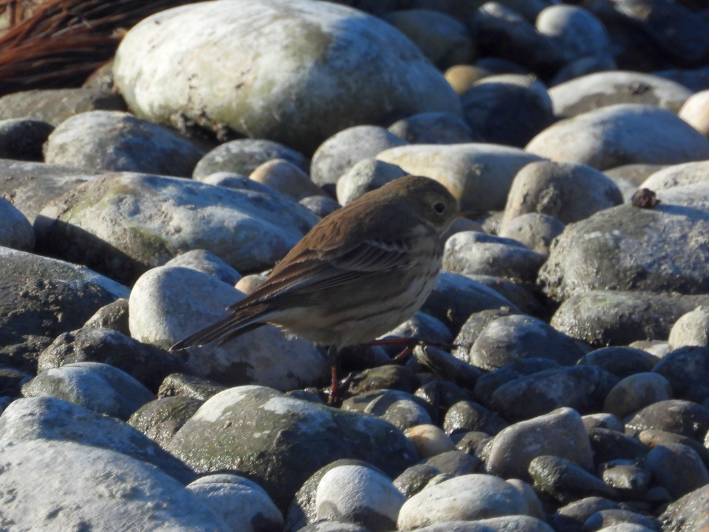 Pipit d'Amérique - ML503966051