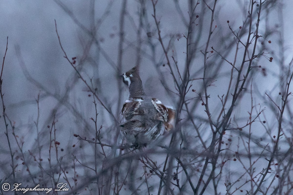 Hazel Grouse - ML503967381