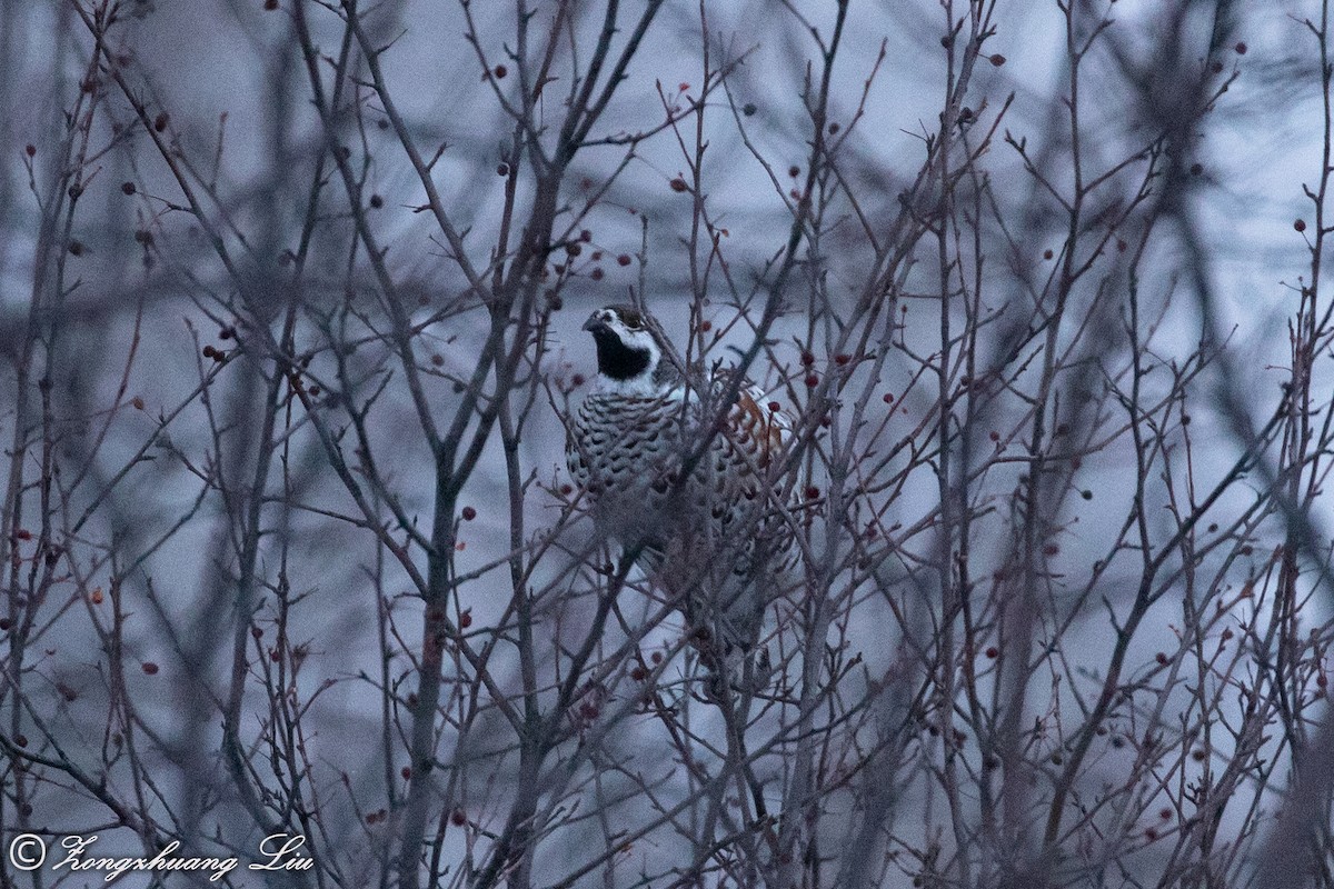 Hazel Grouse - ML503967391