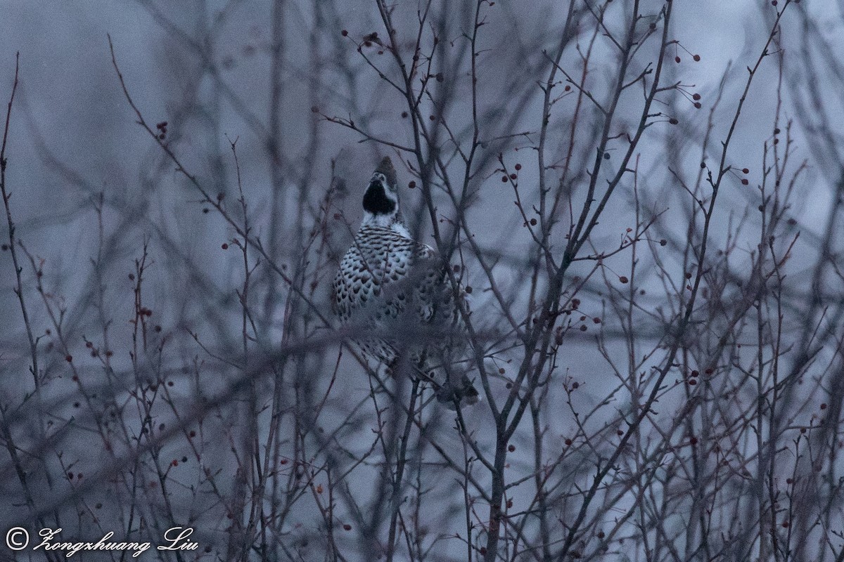 Hazel Grouse - ML503967401