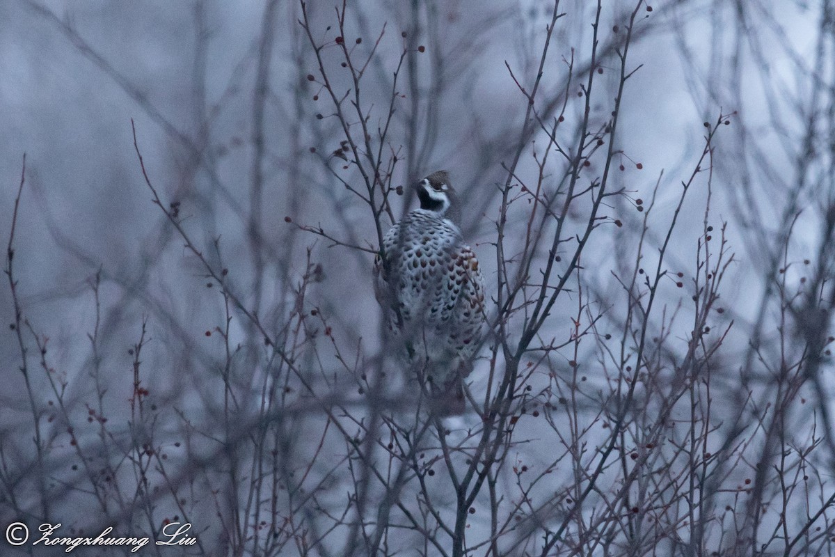 Hazel Grouse - ML503967411