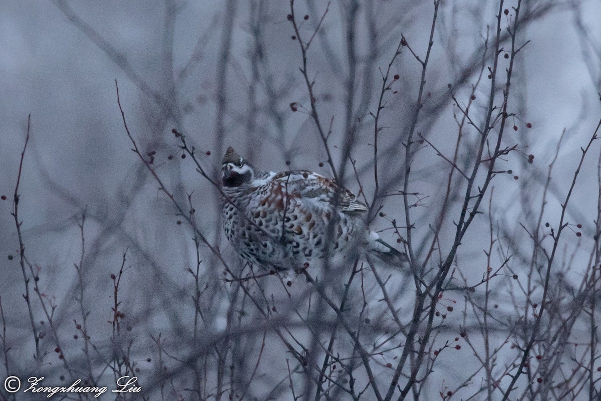 Hazel Grouse - ML503967431