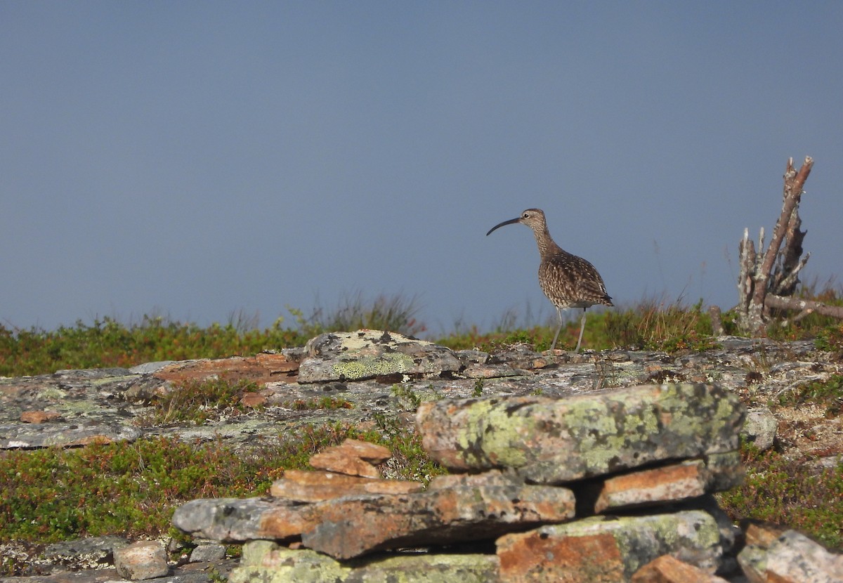 Whimbrel - ML503967591