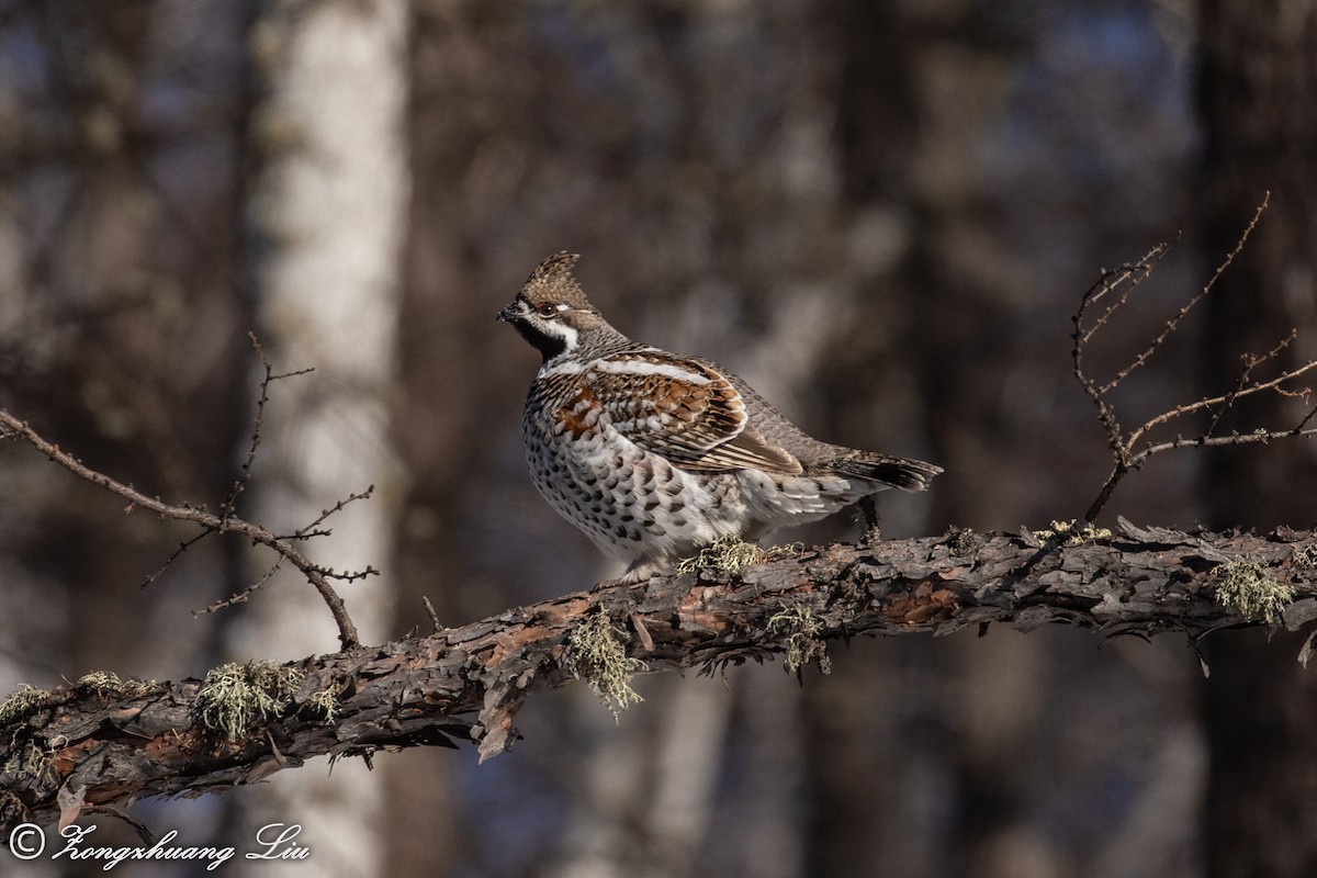 Hazel Grouse - ML503968281