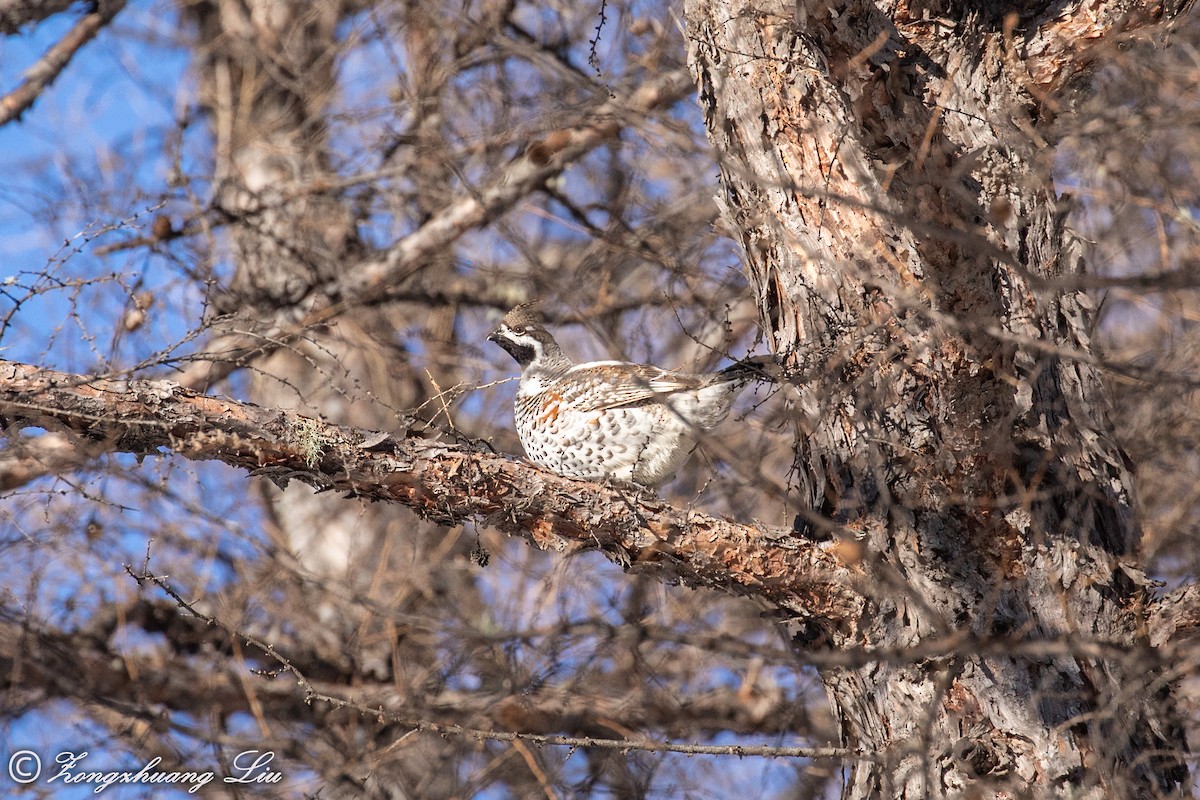 Hazel Grouse - ML503968291