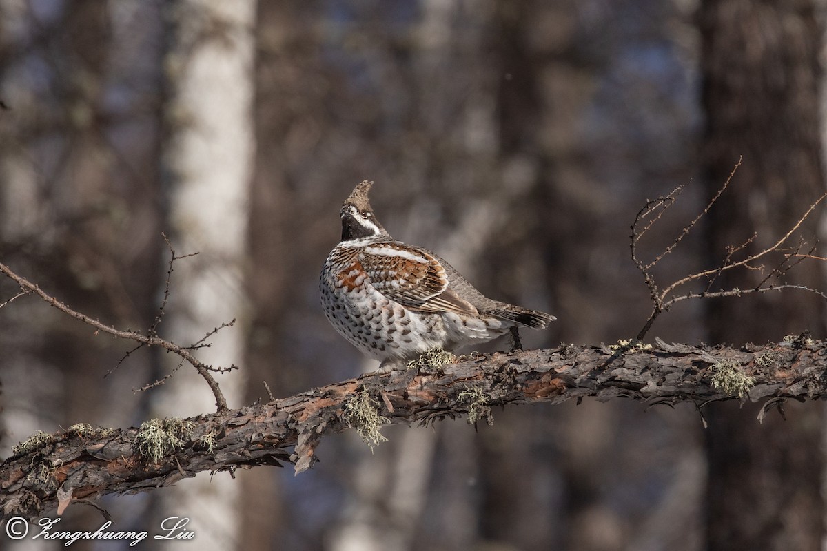 Hazel Grouse - ML503968301