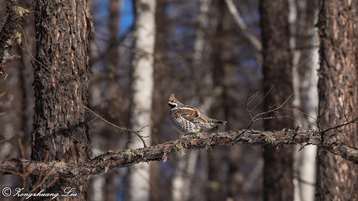 Hazel Grouse - ML503968311