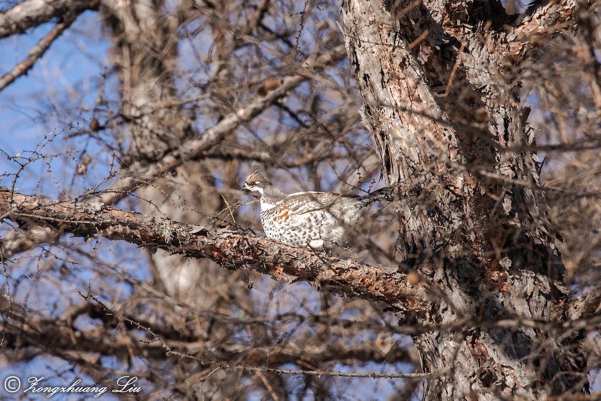 Hazel Grouse - ML503968321