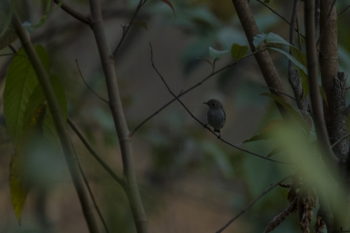 Pied Bushchat - ML50396881