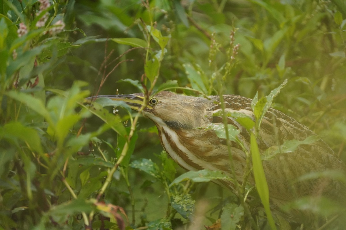 American Bittern - ML503969671