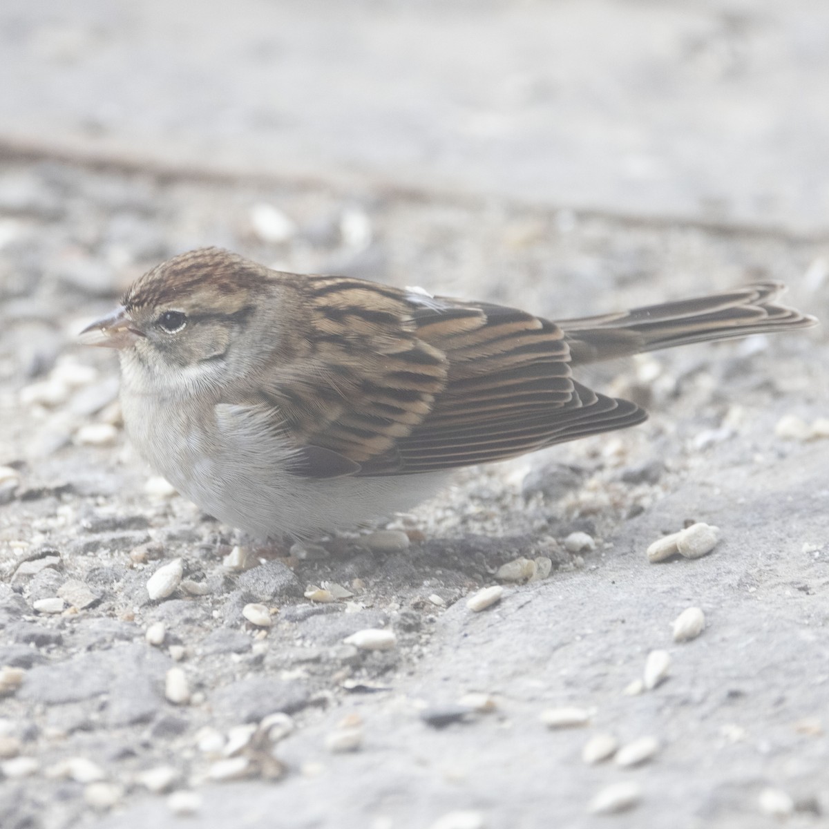 Chipping Sparrow - ML503969681