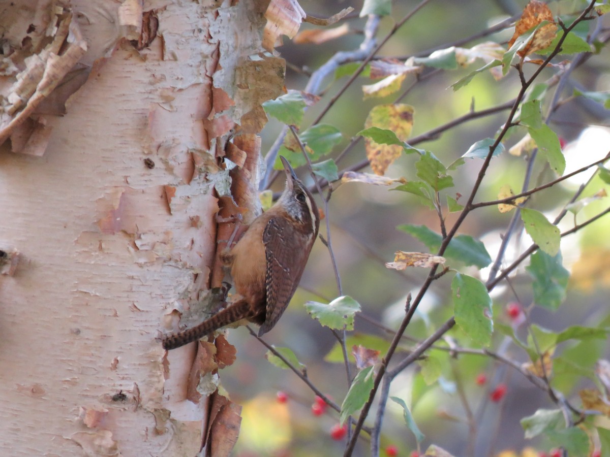 Carolina Wren - ML503970441