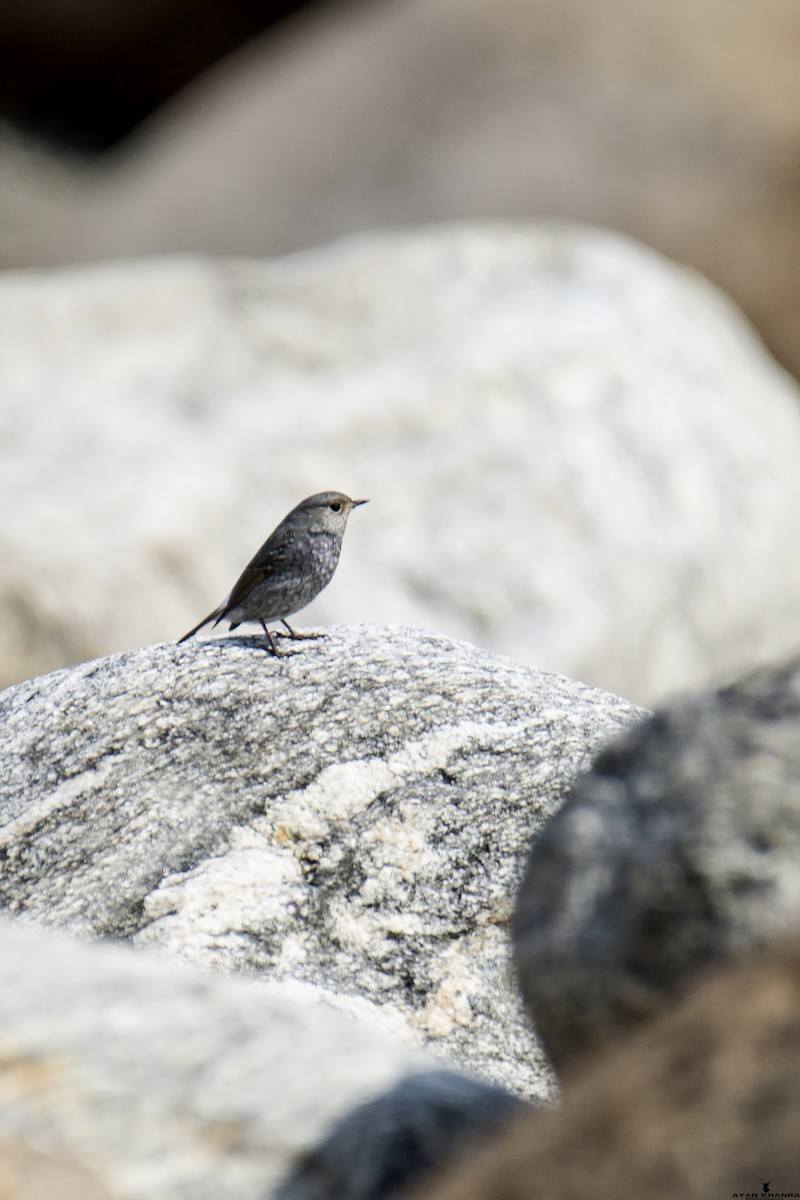 Plumbeous Redstart - ML50397071