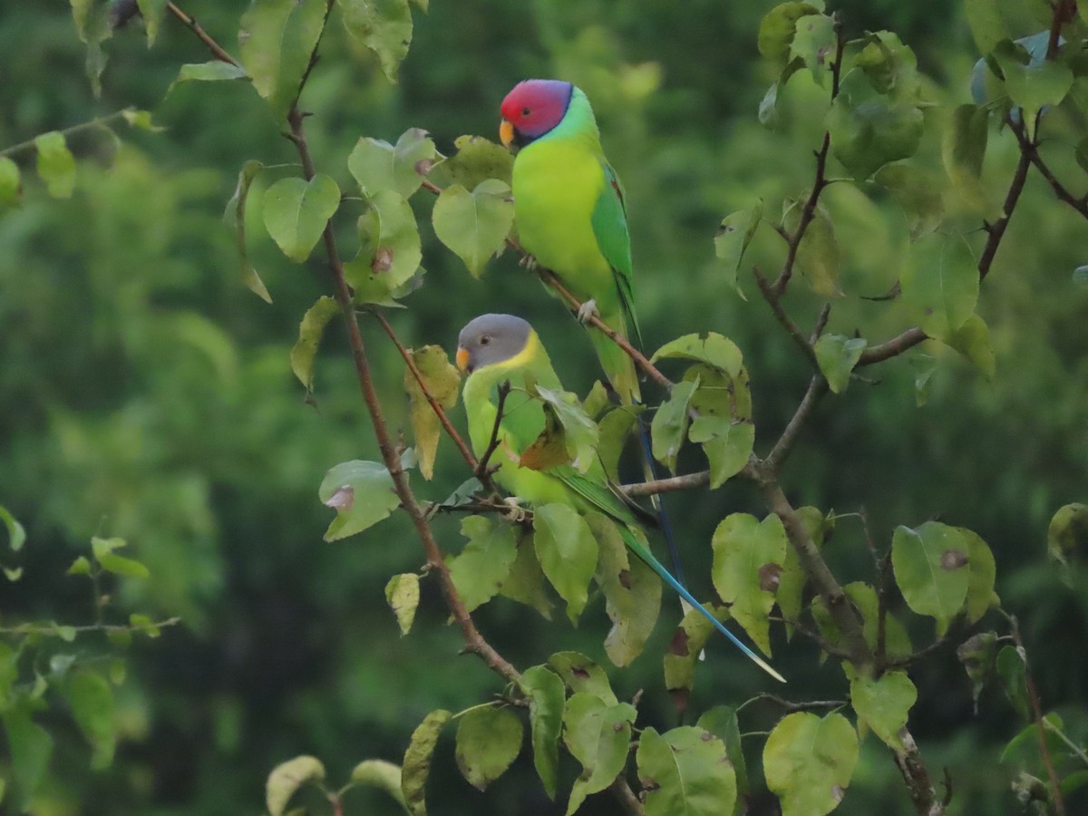Plum-headed Parakeet - ML503971341