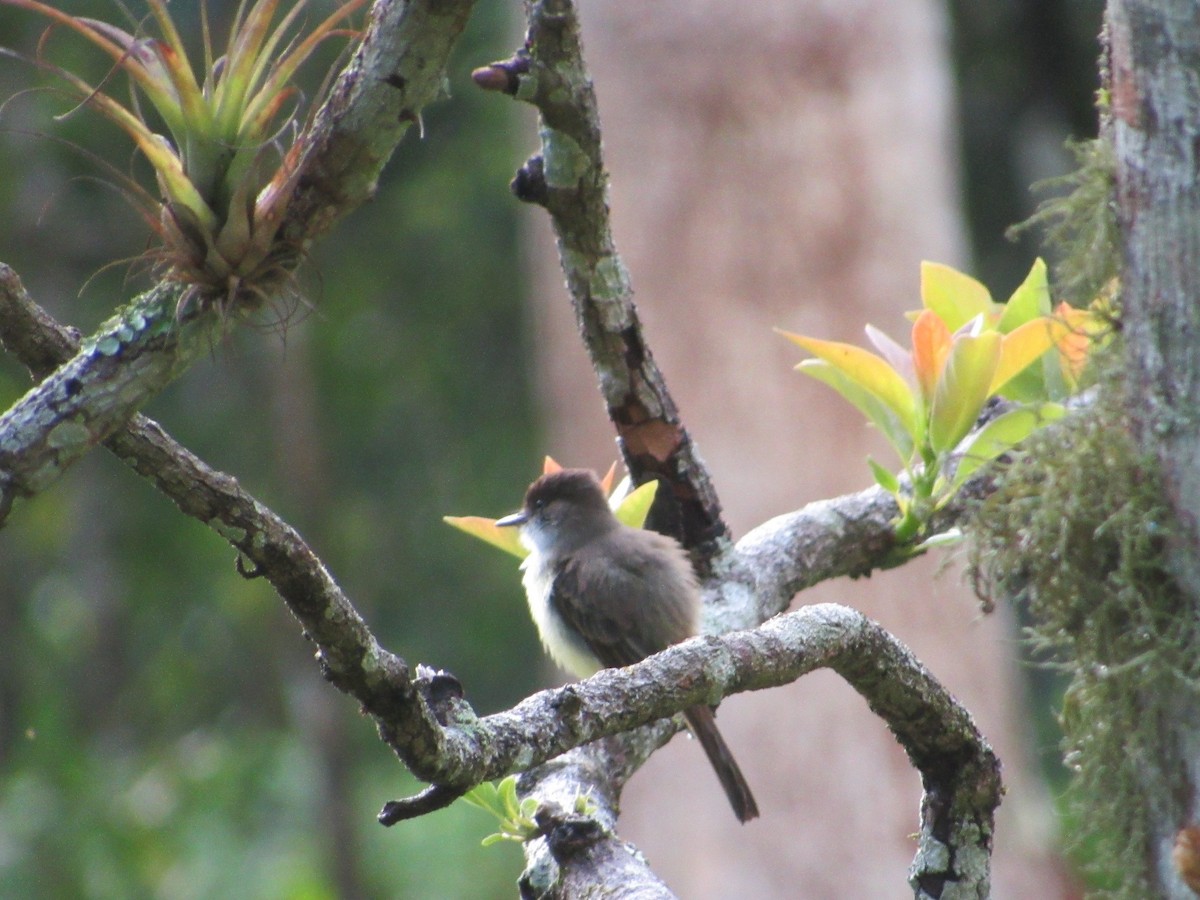 Sad Flycatcher - ML503972541