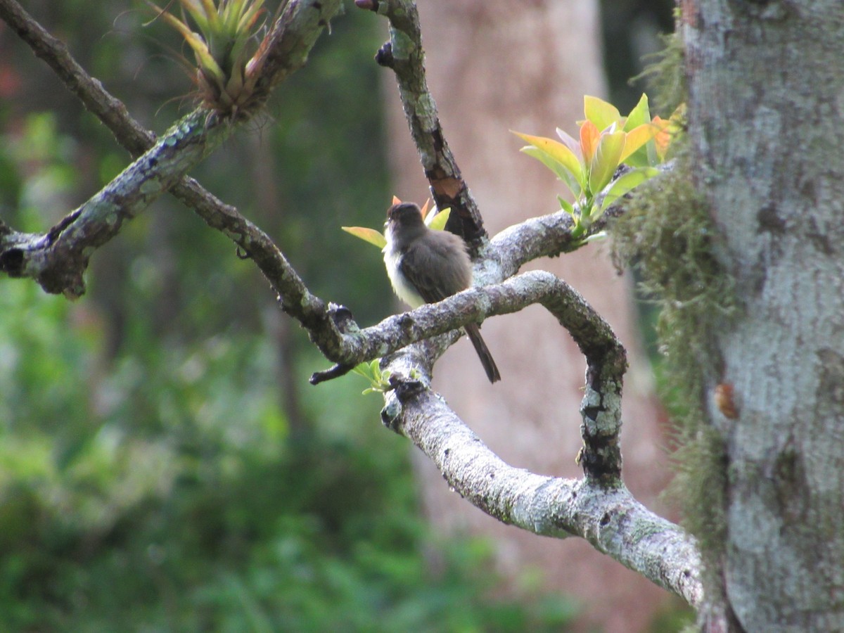 Sad Flycatcher - ML503972561