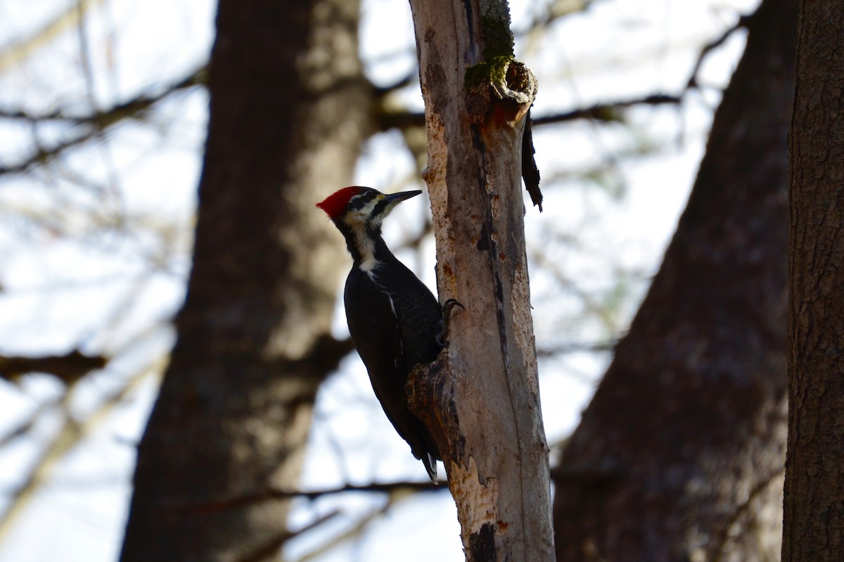 Pileated Woodpecker - ML503973081