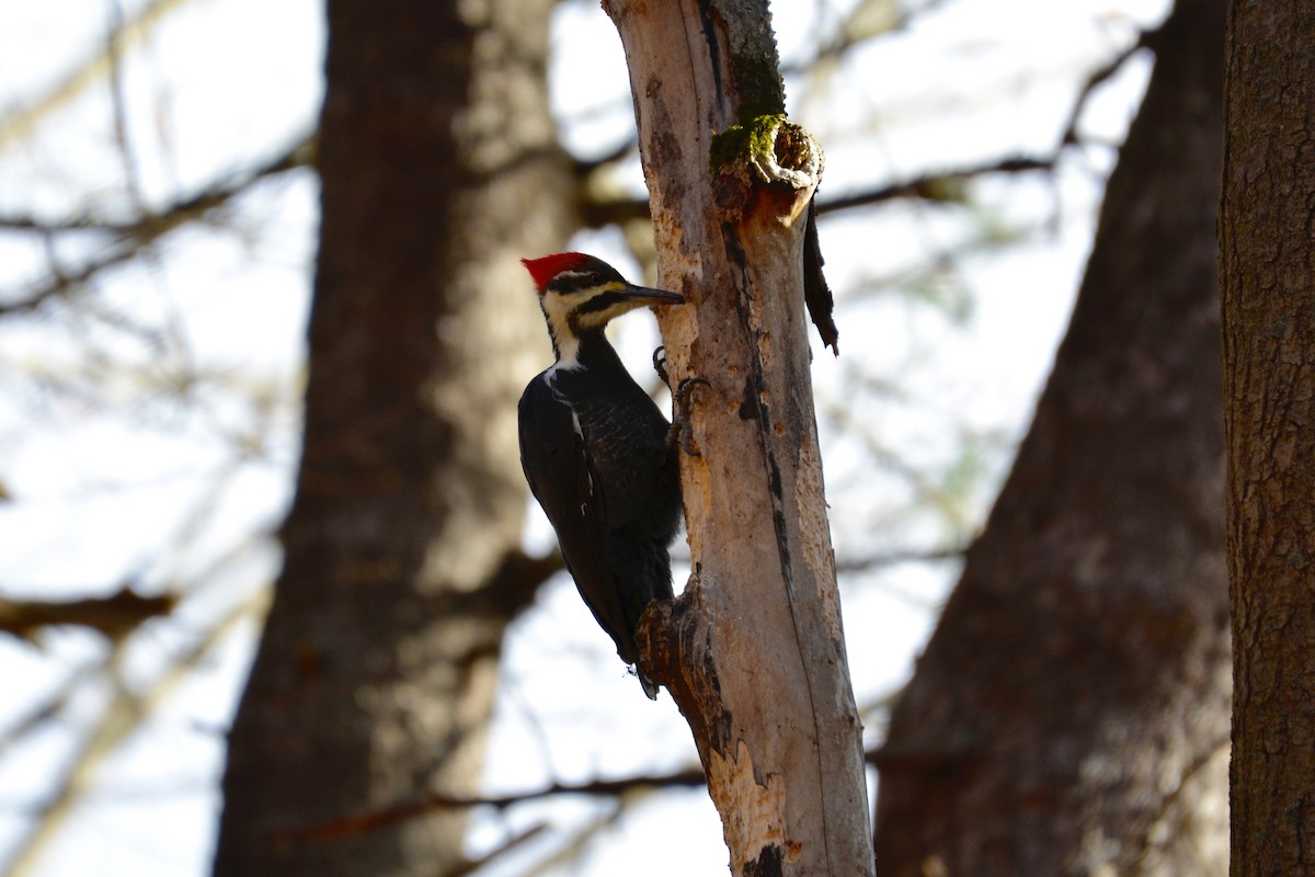 Pileated Woodpecker - ML503973091