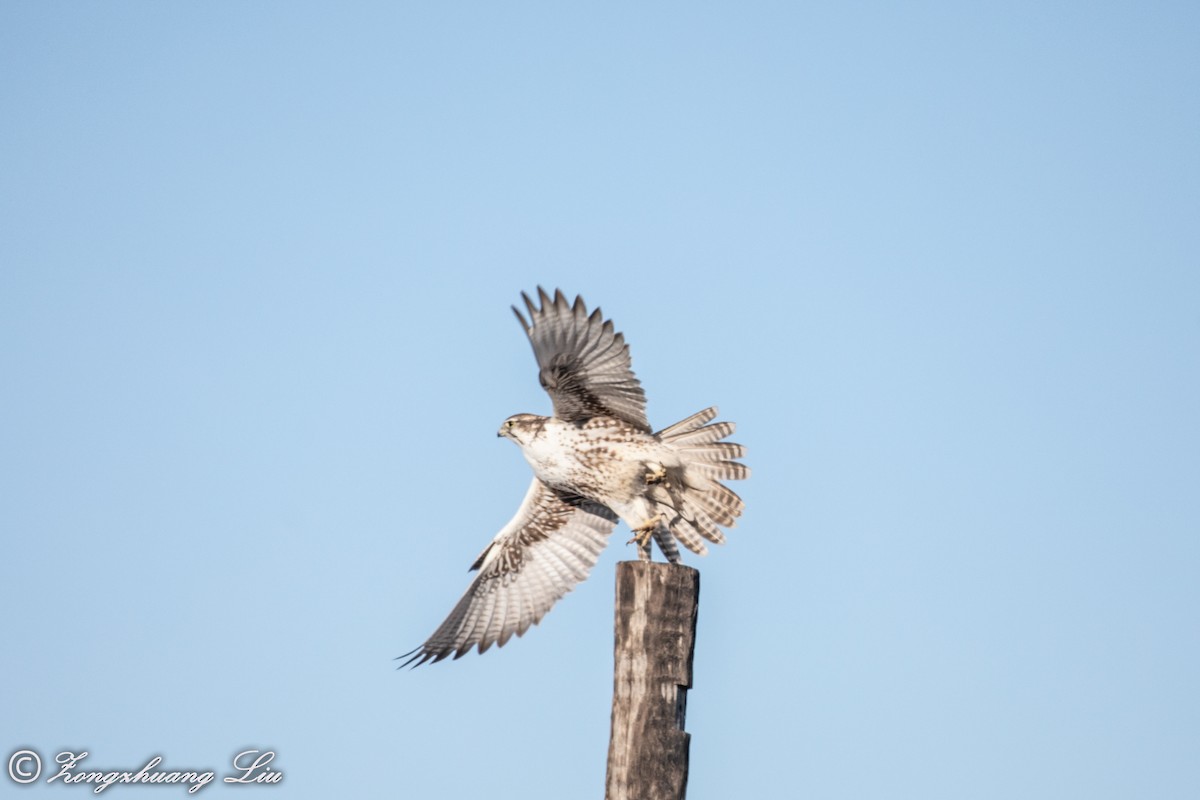 Saker Falcon - Zongzhuang Liu