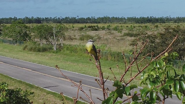 Tropical Kingbird - ML503973821