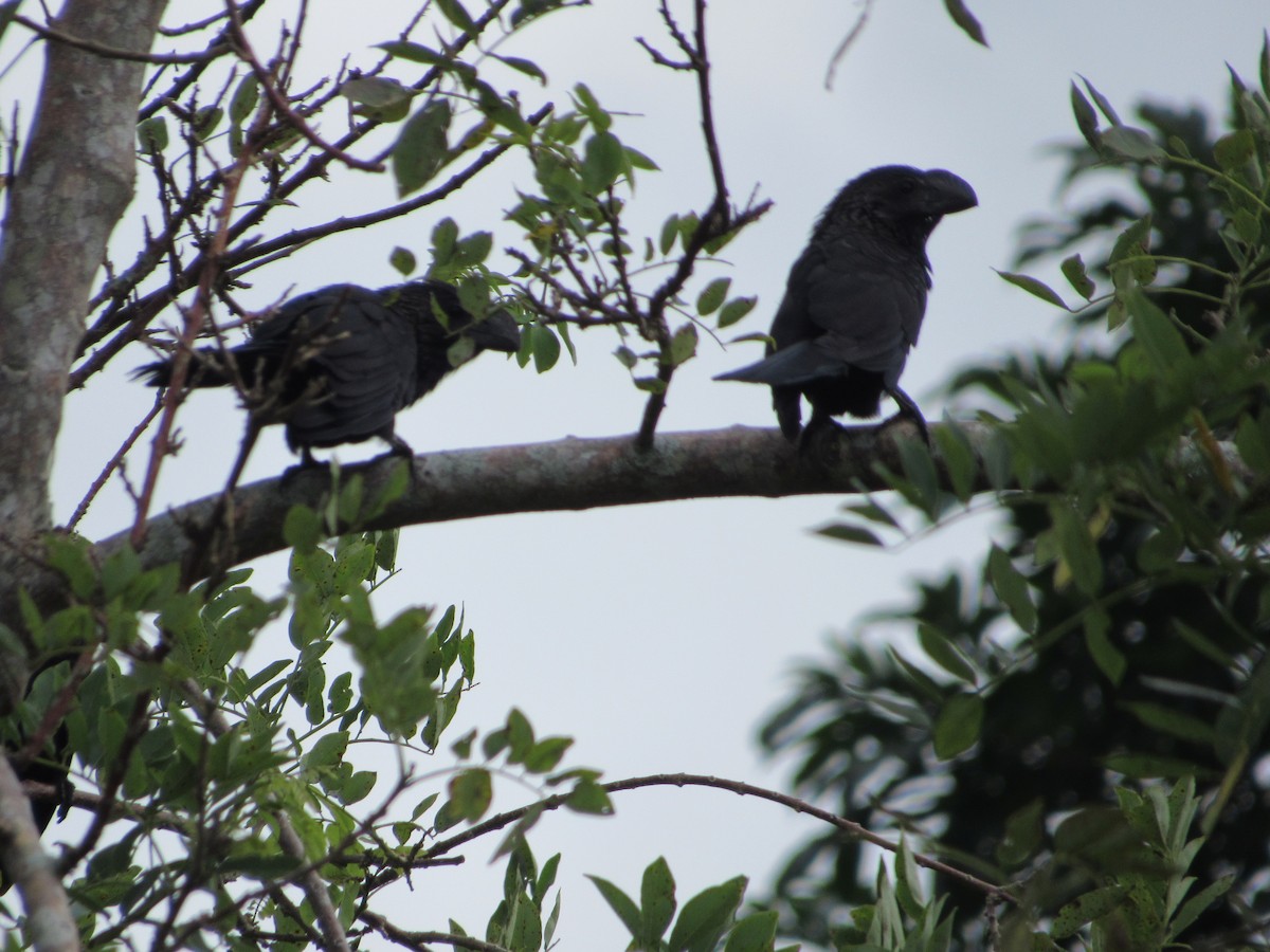 Smooth-billed Ani - ML503974441