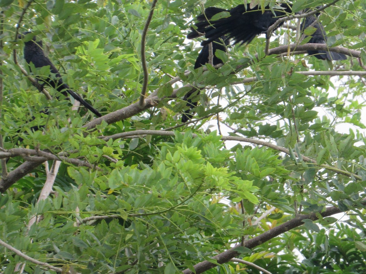 Smooth-billed Ani - ML503974451