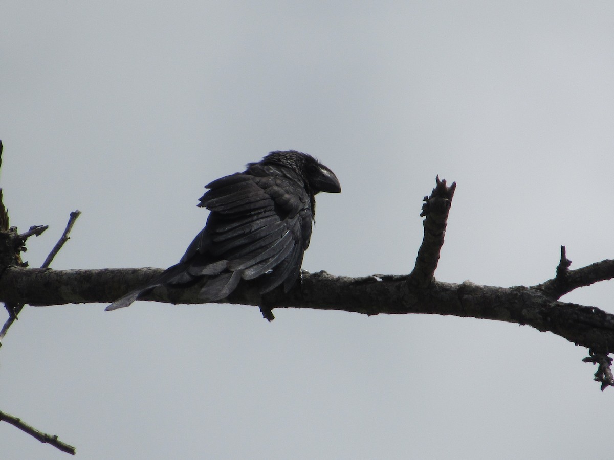 Smooth-billed Ani - ML503974481