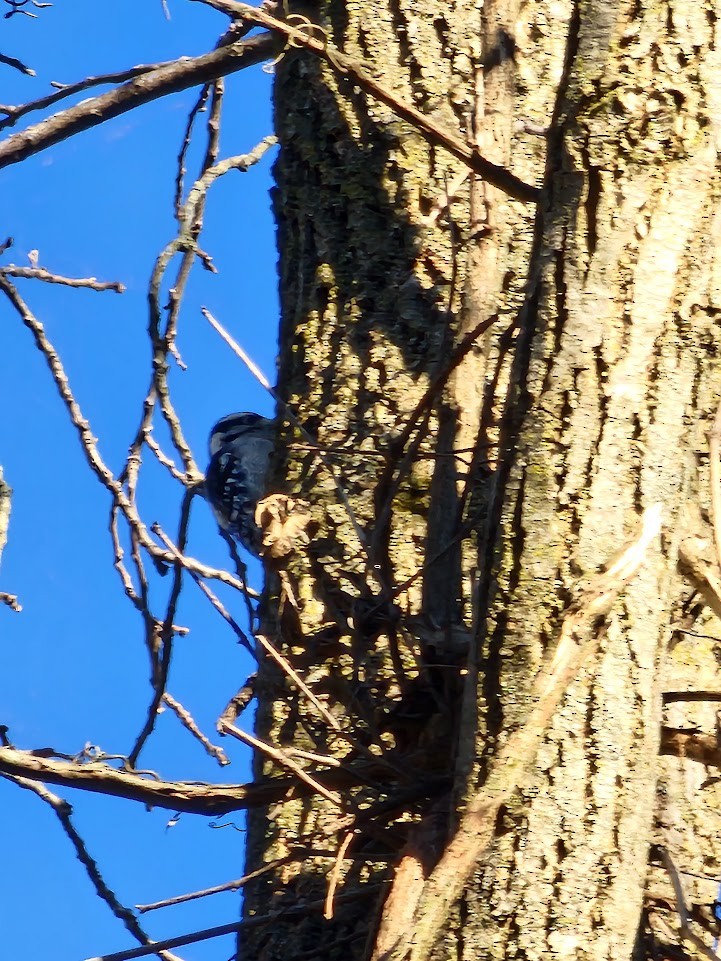 Downy Woodpecker - ML503978411