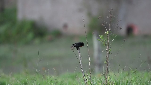 White-browed Meadowlark - ML503979301