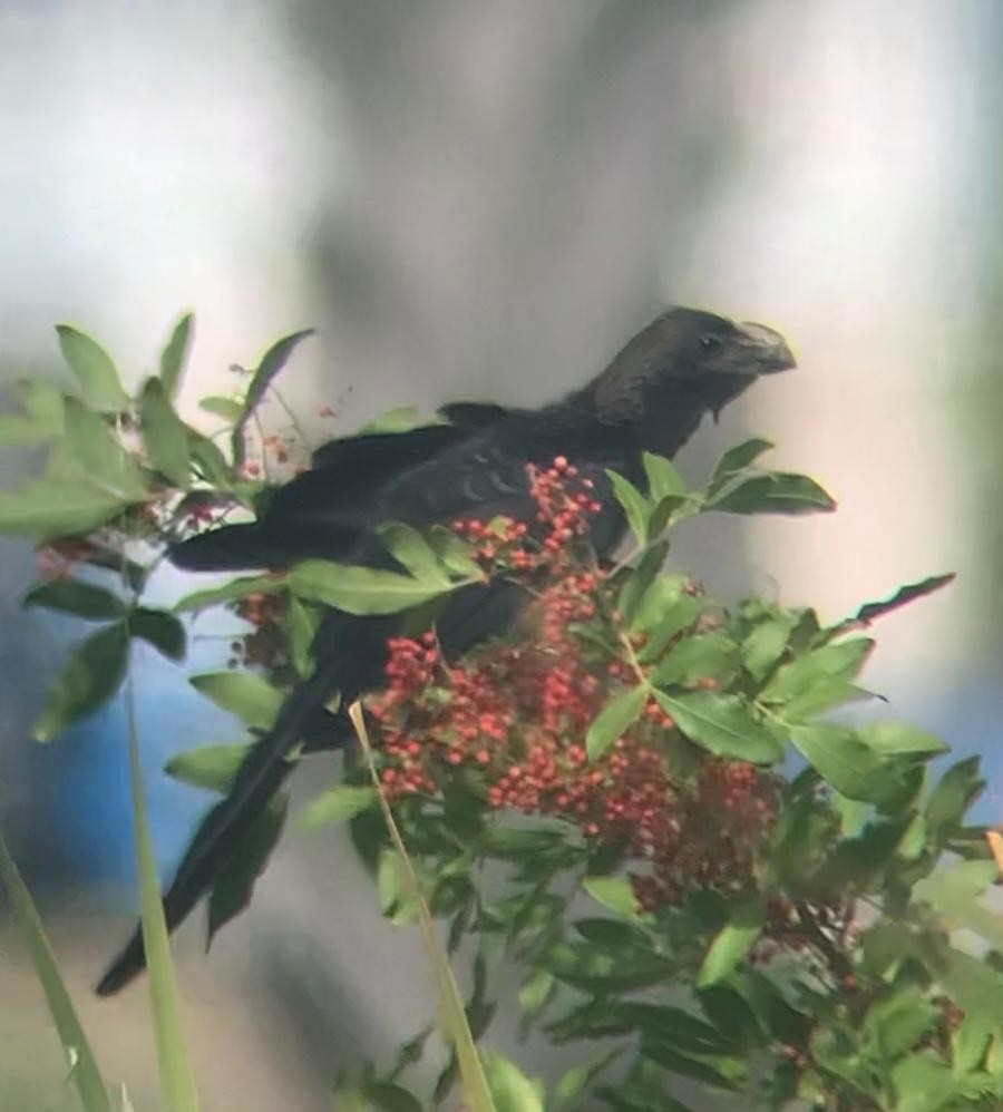 Smooth-billed Ani - ML503979621