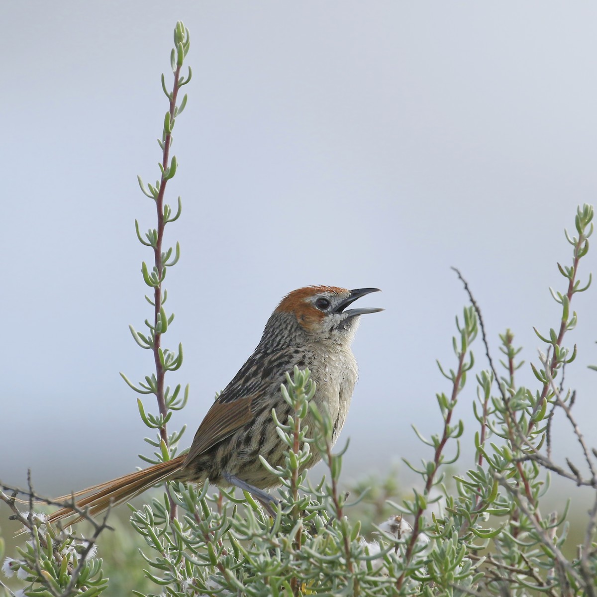 Cape Grassbird - Jan Andersson