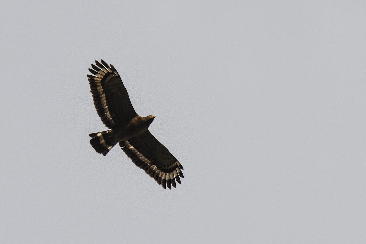 Crested Serpent-Eagle - ML50398171