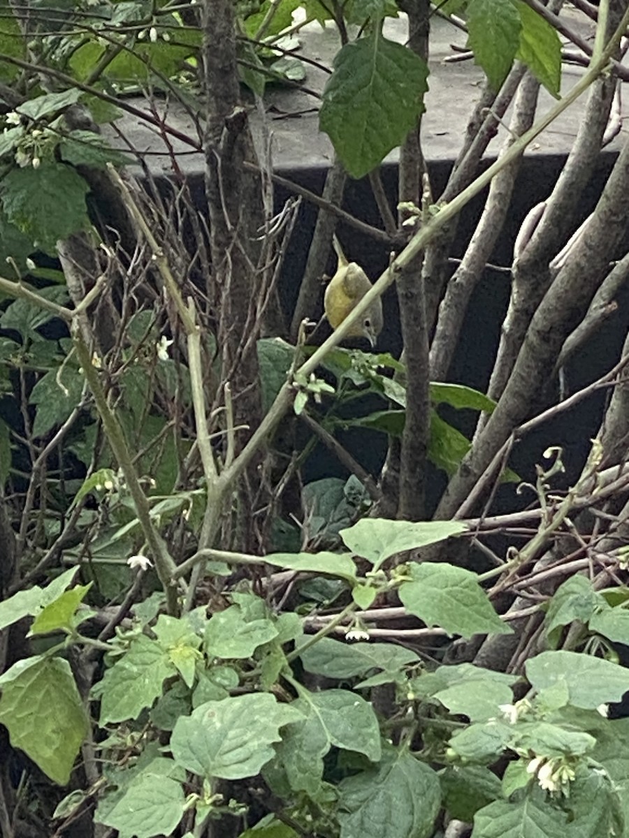 Nashville Warbler - ML503982461