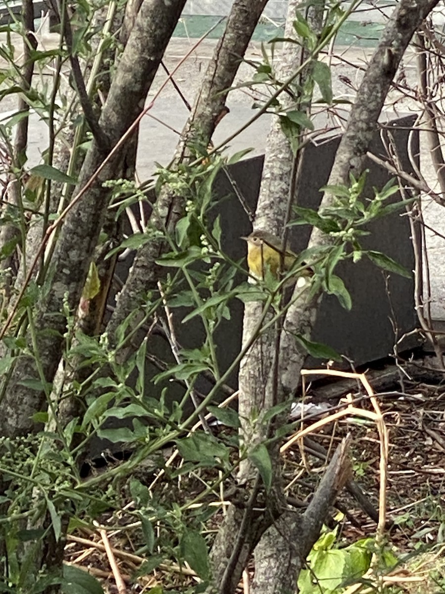 Nashville Warbler - ML503982471