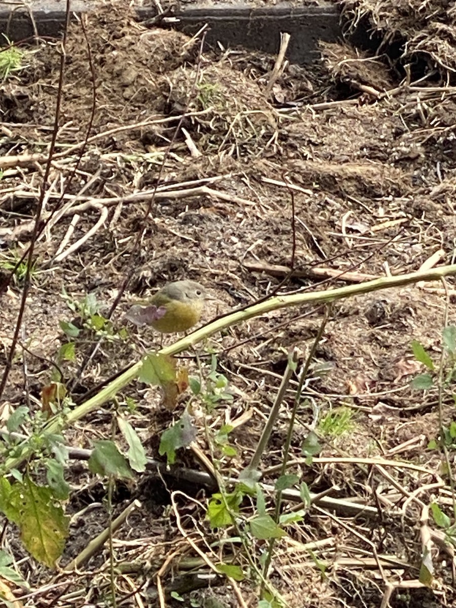 Nashville Warbler - ML503982481