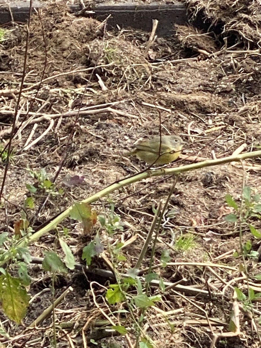 Nashville Warbler - ML503982491