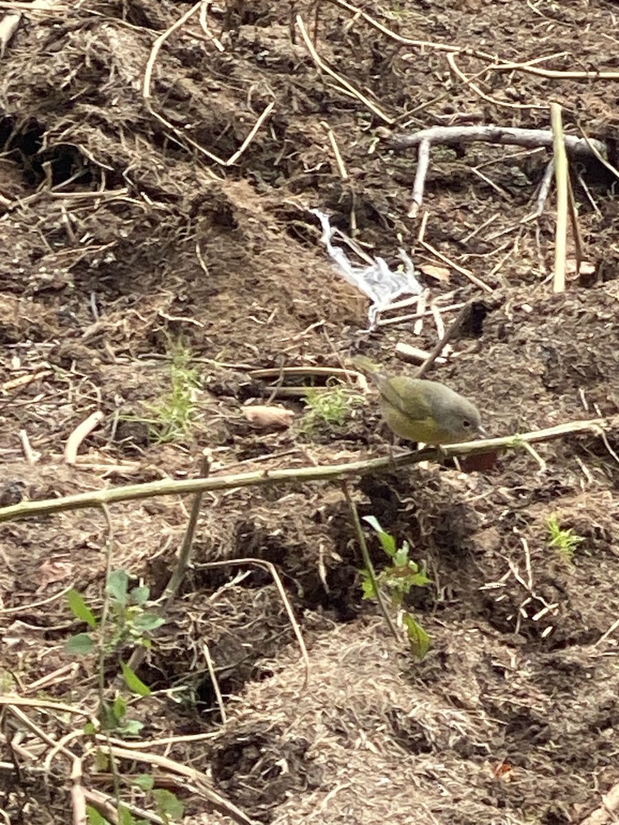 Nashville Warbler - ML503982501