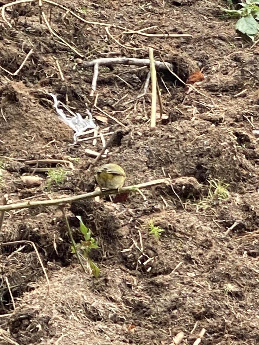 Nashville Warbler - ML503982511