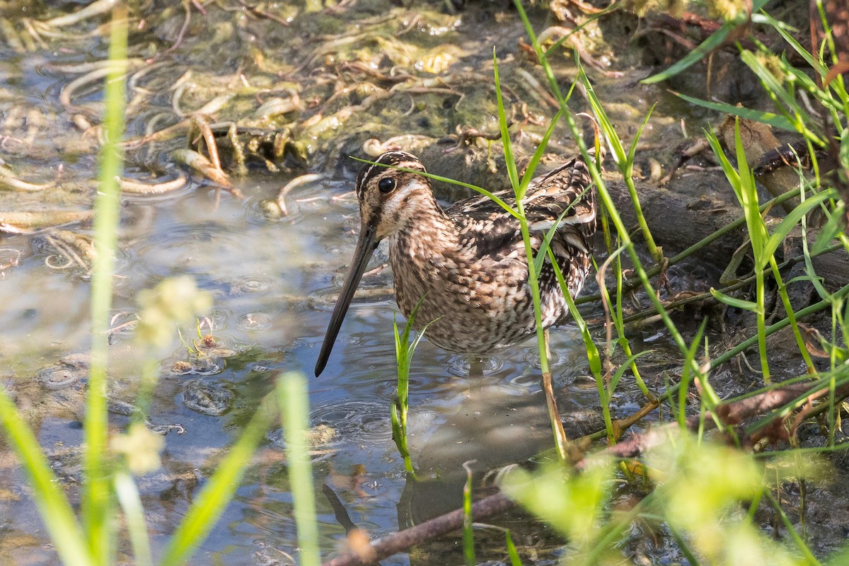 Wilson's Snipe - ML503984481