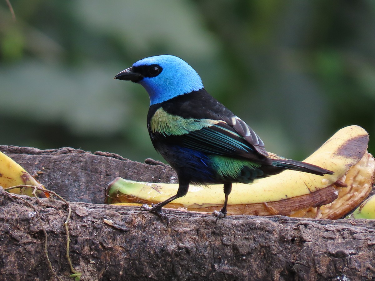 Blue-necked Tanager - ML503985521