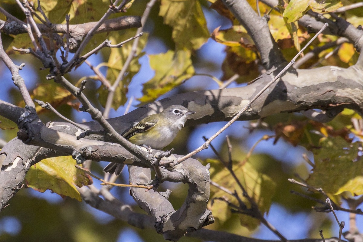 Blue-headed Vireo - Simon Lane