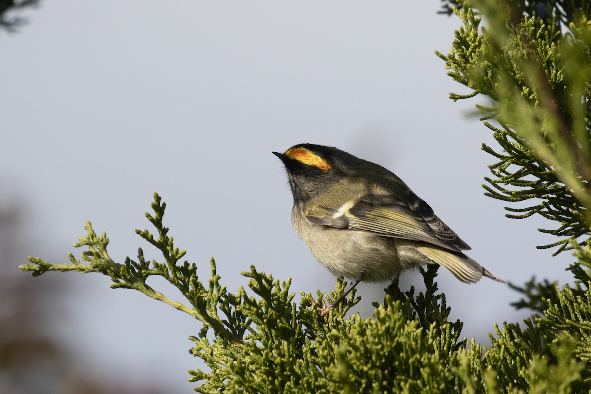 Golden-crowned Kinglet - ML503985611